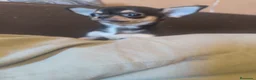 Chihuahua perros en venta: Cachorro de Chihuahua - Anuncio 5