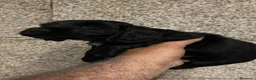 Cocker Spaniel Inglés perros en venta: Espectacular macho cocker NEGRO  en Salamanca - Anuncio 3
