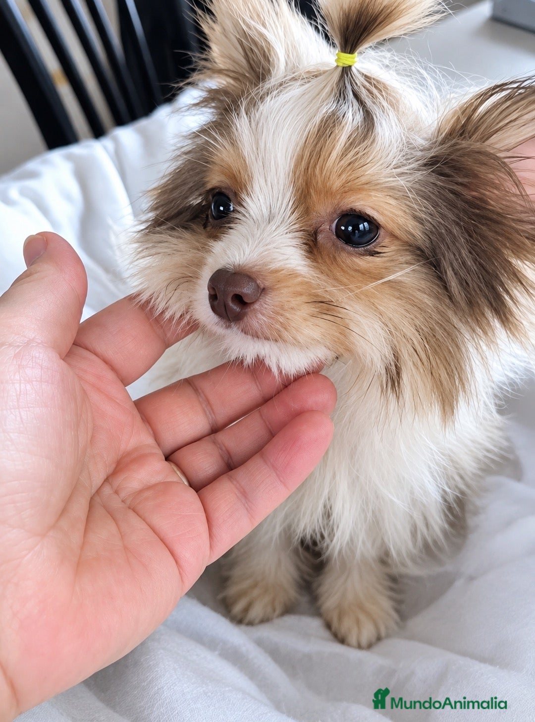 Biewer Yorkshire Terrier a la Pom Pon perros Biro chocolate mini - Anuncio 1