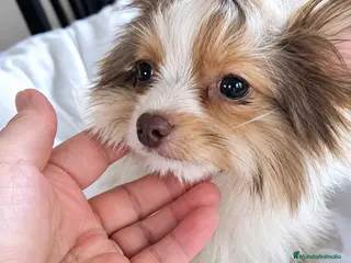 Biewer Yorkshire Terrier a la Pom Pon perros Biro chocolate mini - Anuncio 1