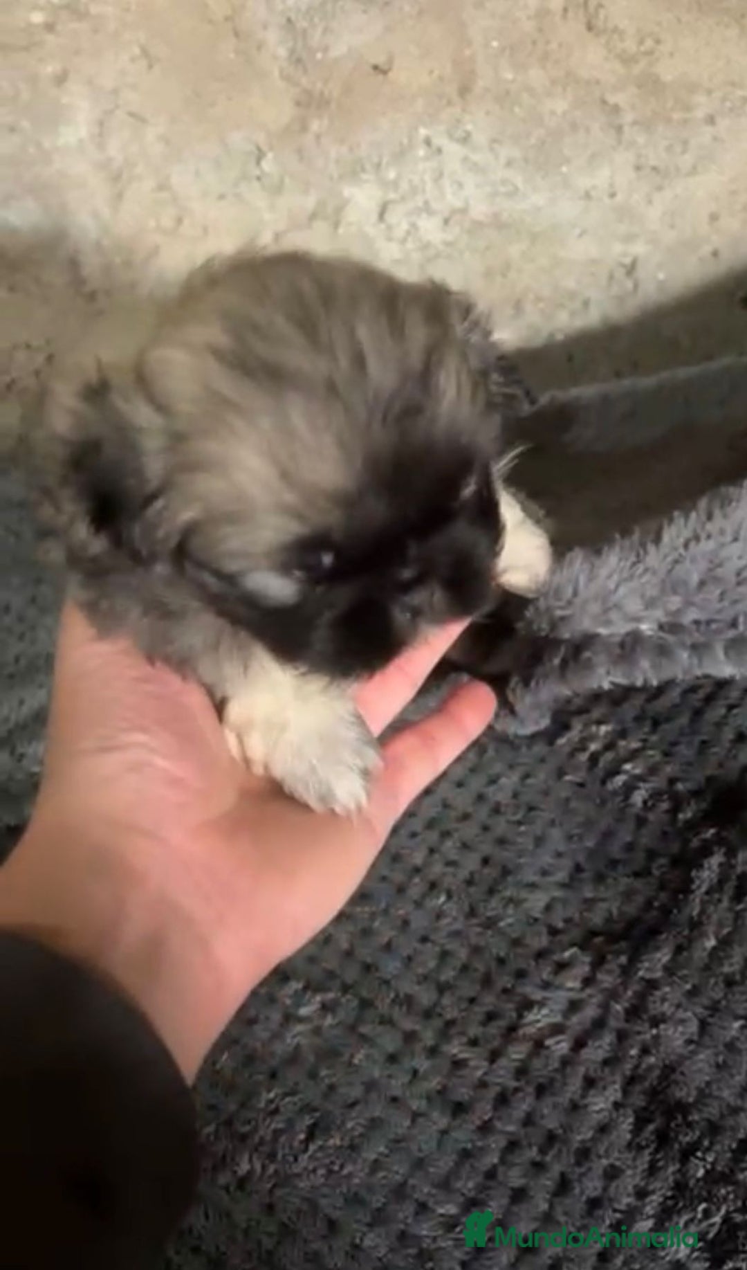 Shih Tzu perros en venta: Shih tzu - Imagen 9