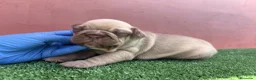 Bulldog Francés perros en venta: Bulldog francés exóticos - Anuncio 5