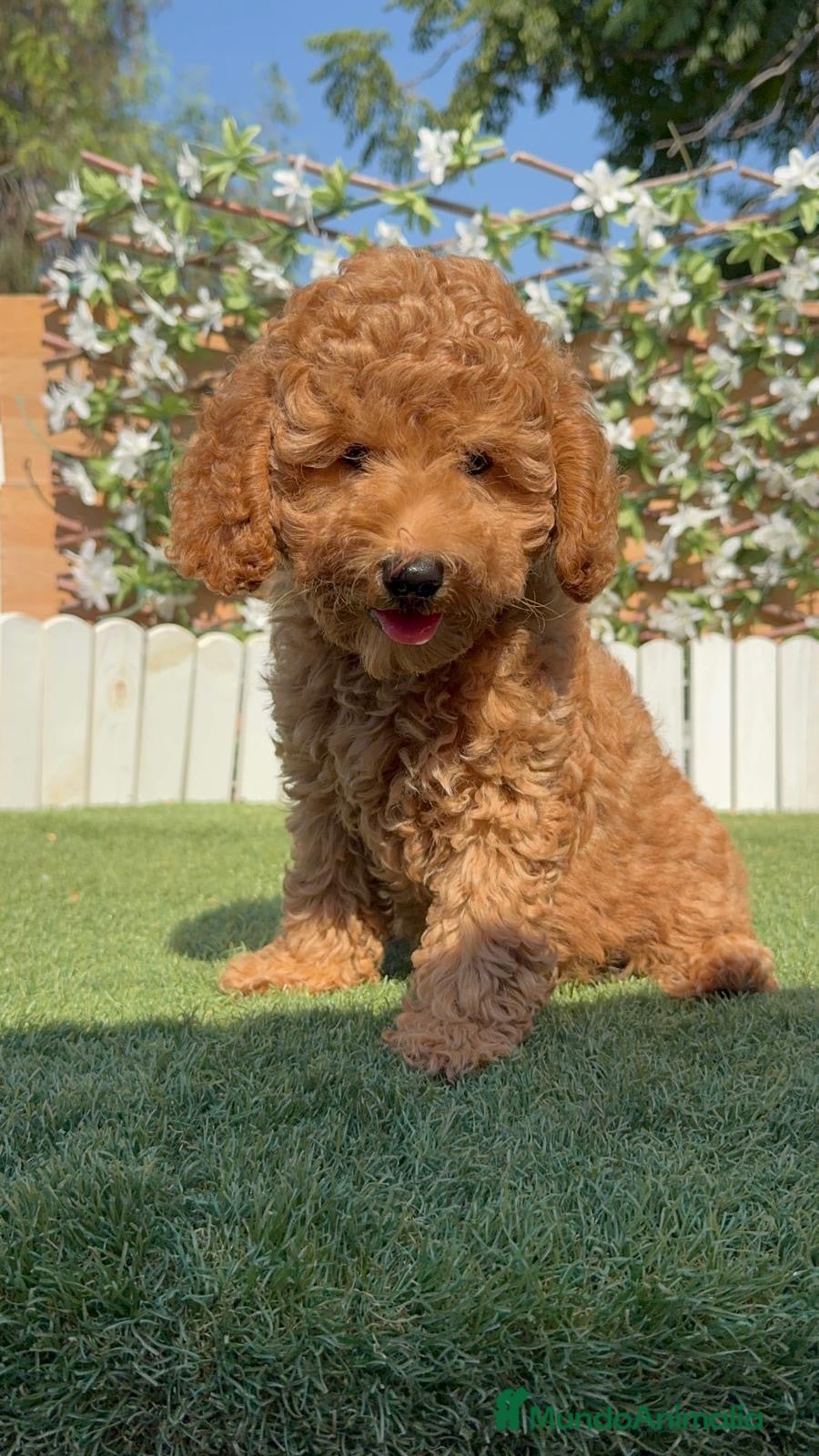 Caniche Enano perros CANICHE ENANO - Anuncio 1
