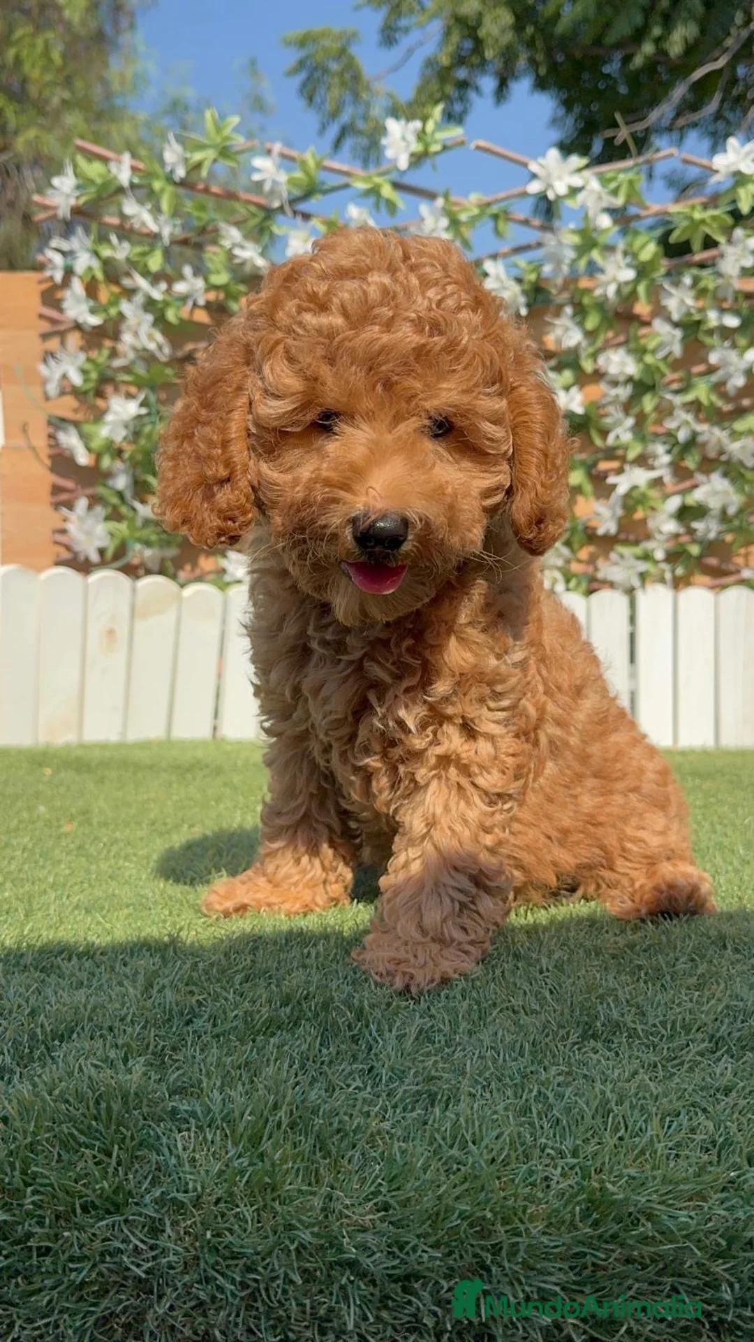 Caniche Enano perros en venta: CANICHE ENANO - Anuncio 1