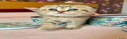 Británico de Pelo Corto gatos en venta: Británico gatitos - Anuncio 5