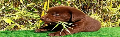 Labrador Retriever 3