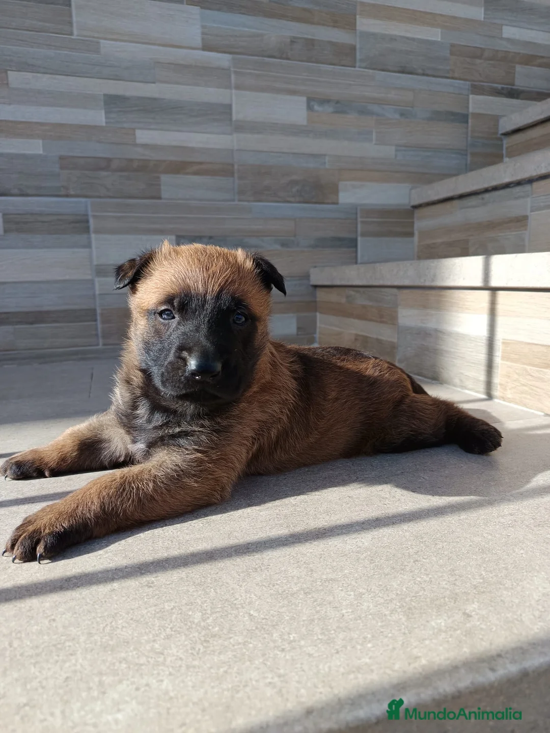 Pastor Belga Malinois perros en venta: Pastor Belga malinois  - Anuncio 3