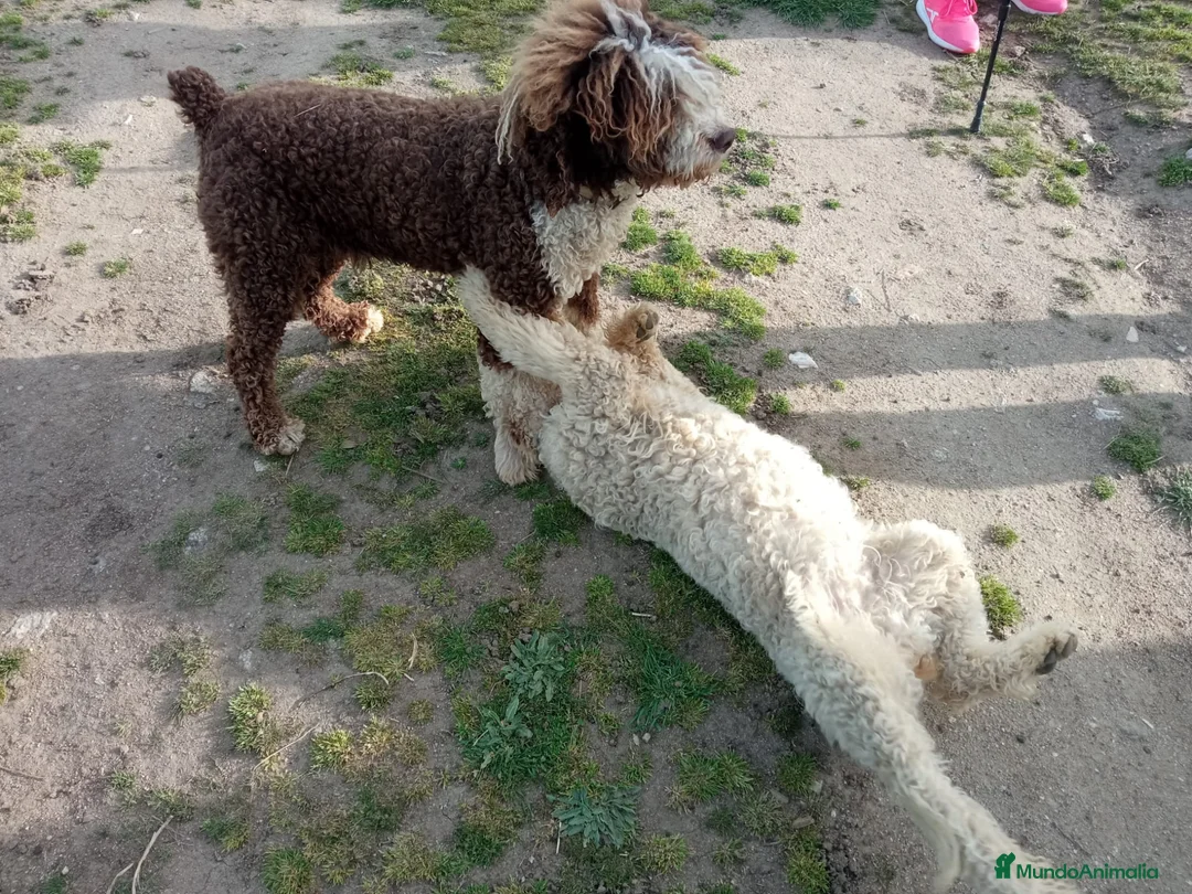 Perro de Agua Español perros en venta: Nueva camada de PDA PraoToro  - Anuncio 4