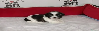 Shih Tzu Cachorro 2