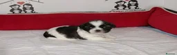 Shih Tzu perros en venta: shih tzu - Anuncio 7