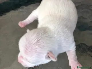 Bichón Maltés perros Bichón Maltés - Anuncio 1