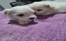 Bichón Maltés perros en venta: Excelente camada de Bichon Maltés  - Imagen 6
