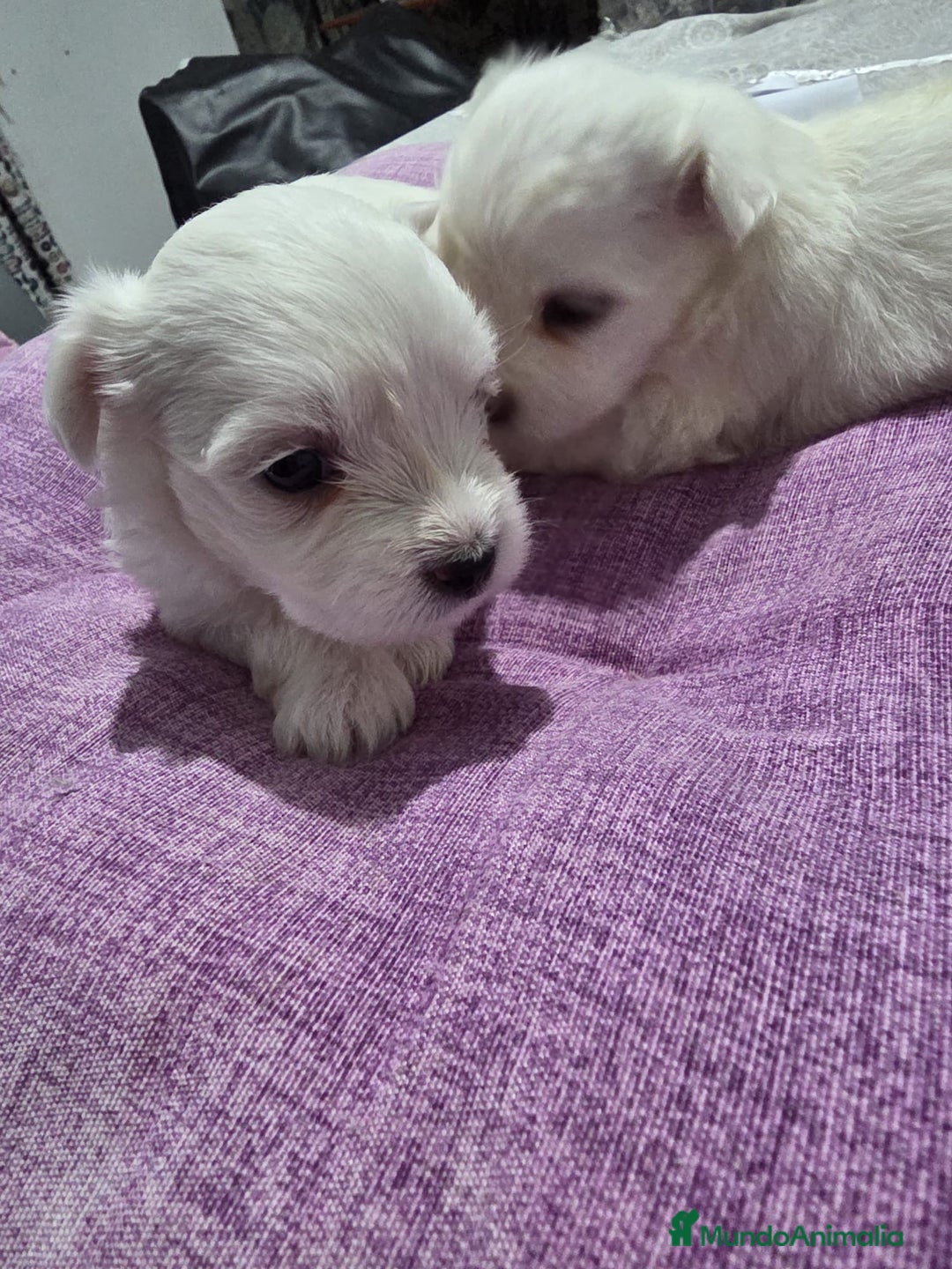 Bichón Maltés perros en venta: Excelente camada de Bichon Maltés  - Imagen 6