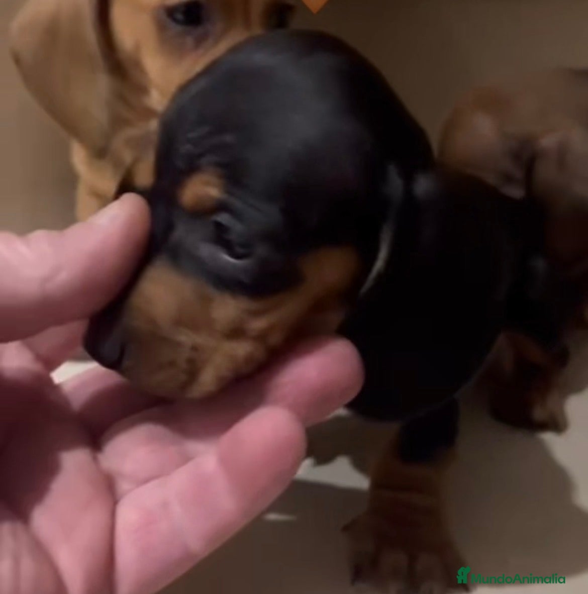 Teckel Miniatura perros Teckel kanichen negro fuego - Anuncio 1