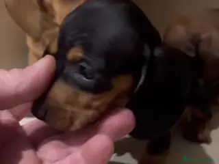 Teckel Miniatura perros Teckel kanichen negro fuego - Anuncio 1