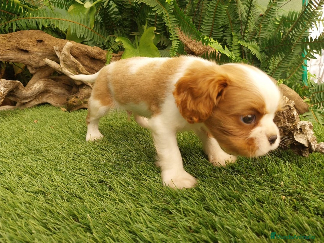 Cavalier King Charles Spaniel perros en venta: Cavallier hembra  - Imagen 3