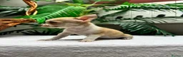 Chihuahua perros en venta:  🐾 DOS PRECIOSAS CHIHUAHUAS HEMBRAS 🐾 - Anuncio 14