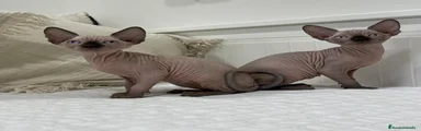 Sphynx 1