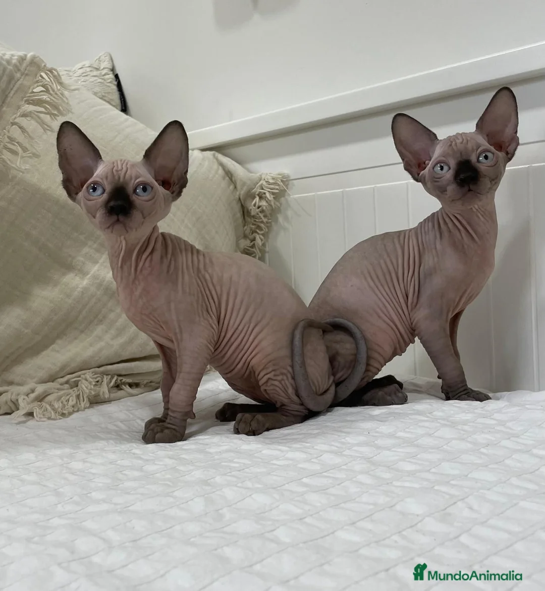 Sphynx gatos en venta: gatos sphynx - Anuncio 2