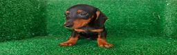 Teckel Miniatura perros en venta: teckel miniatura - Anuncio 3