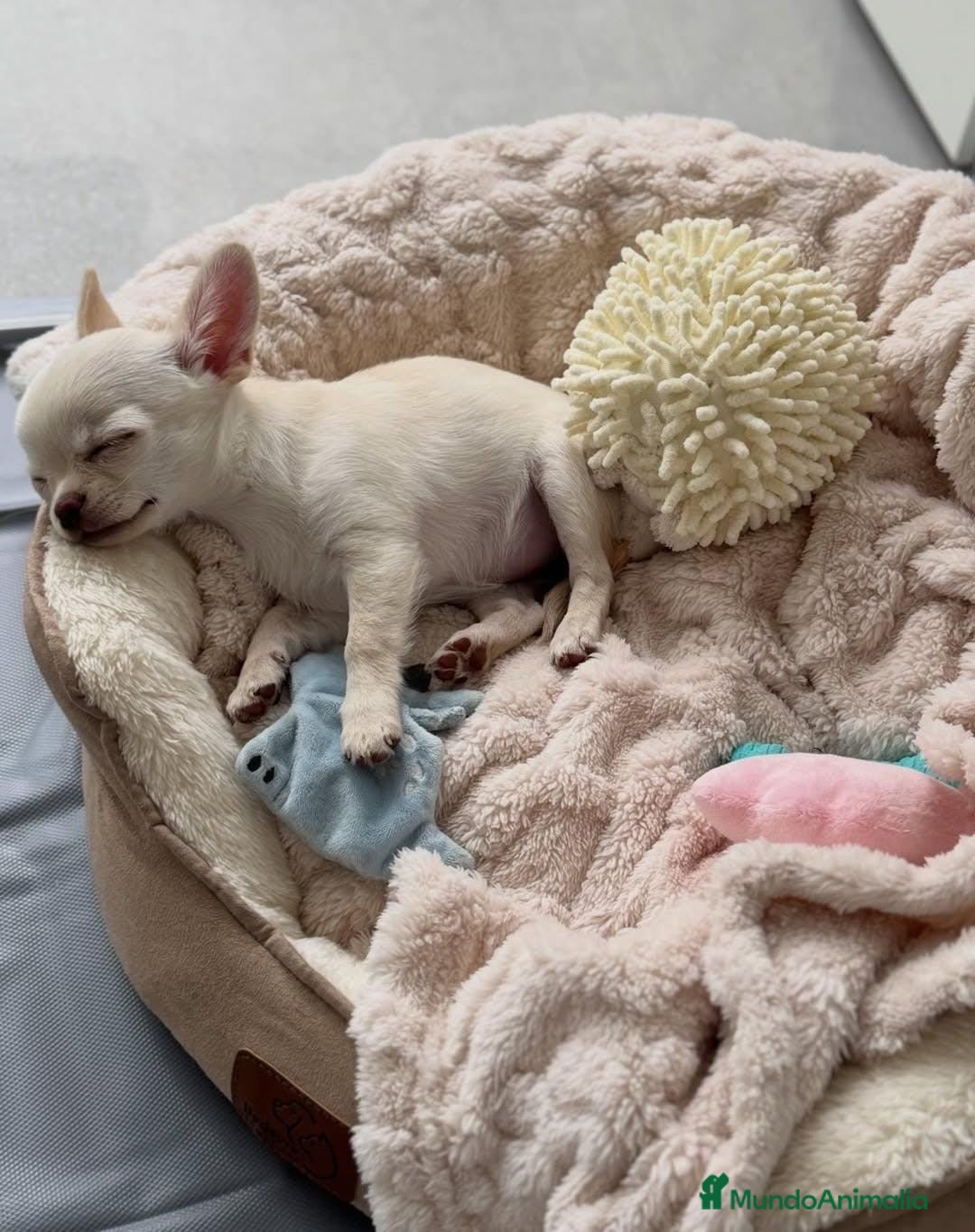 Chihuahua perros Chihuahua macho  - Anuncio 2