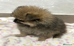 Pomerania perros en venta: Lulu pomerania mini toy  - Imagen 3