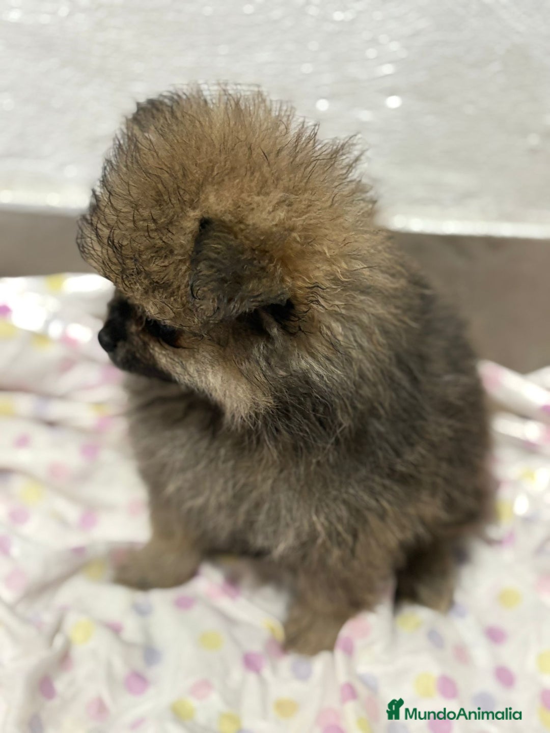 Pomerania perros en venta: Lulu pomerania mini toy  - Imagen 3