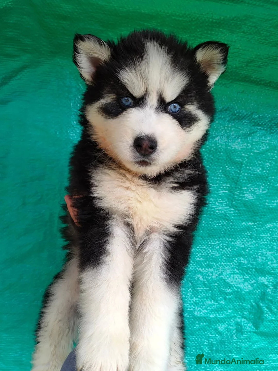 Husky Siberiano perros en venta: Preciosos husky puppies 🐺 - Anuncio 6