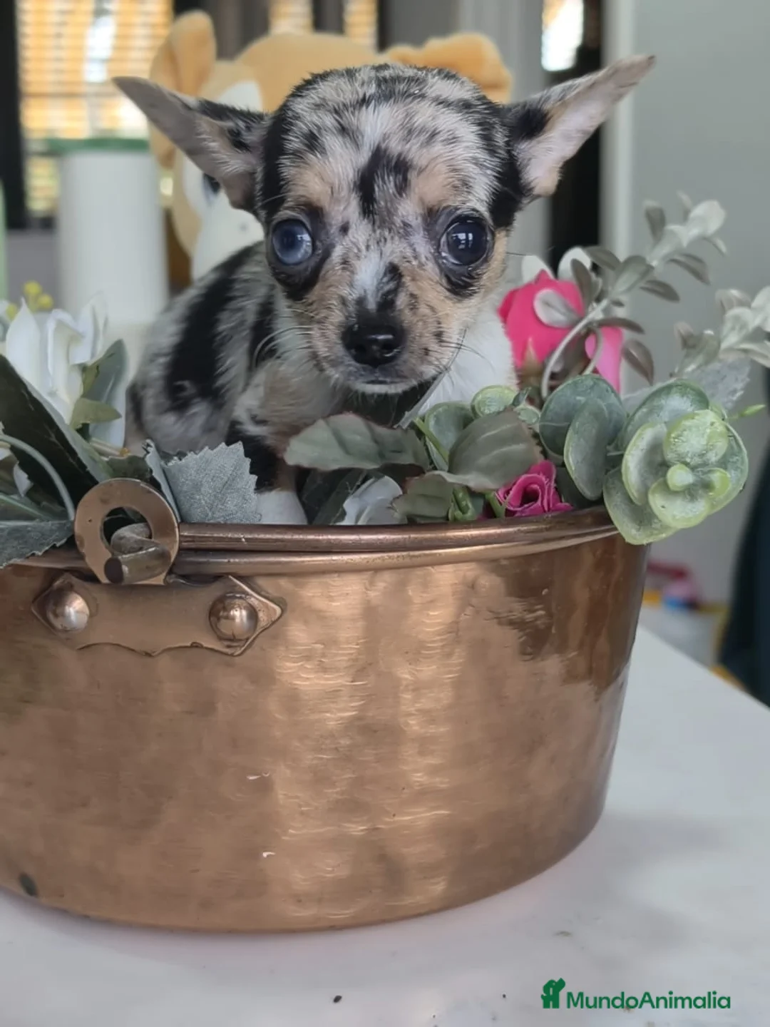 Chihuahua perros en venta: Chihuahua mini merlé  - Anuncio 3