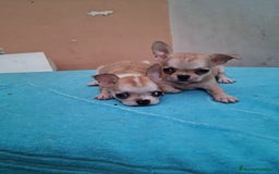 Chihuahua perros en venta: Chihuahuas toy - Imagen 10