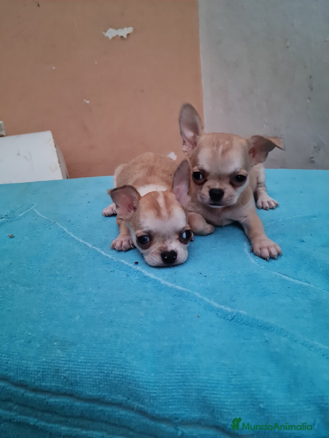 Chihuahua perros en venta: Chihuahuas toy - Imagen 10