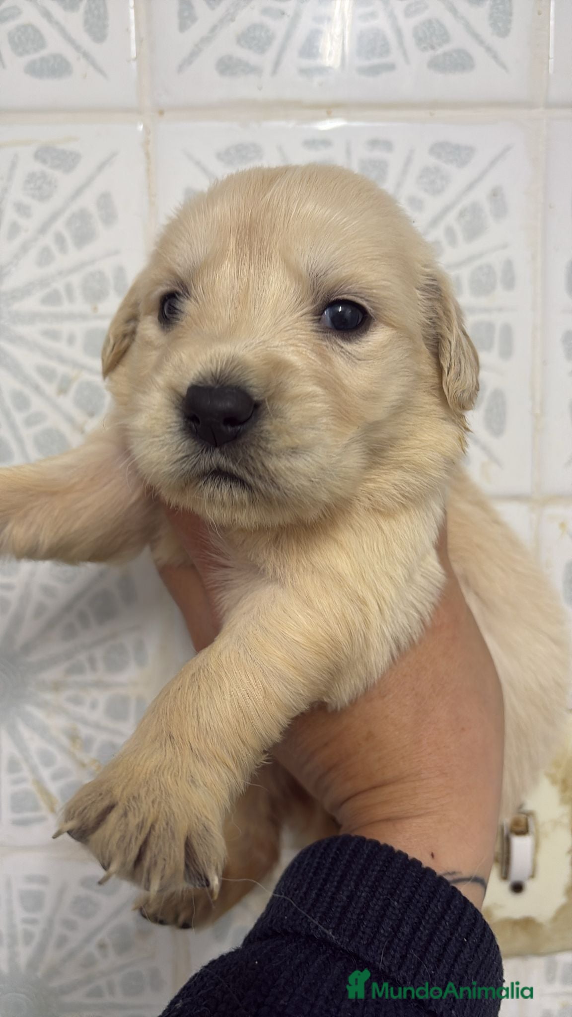 Golden Retriever perros Golden Retriever  - Anuncio 2