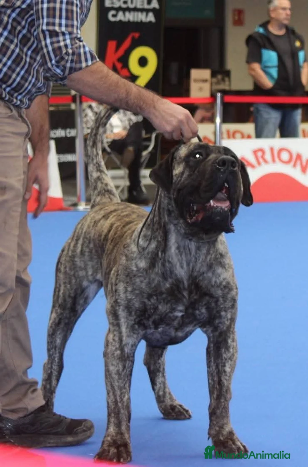 Presa Canario perros para monta: Presa canario - Anuncio 1