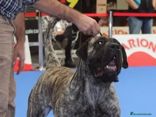 Presa Canario perros Presa canario - Anuncio 1