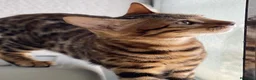Bengalí gatos en venta: Hembra Bengalí de Alta Calidad - Anuncio 4