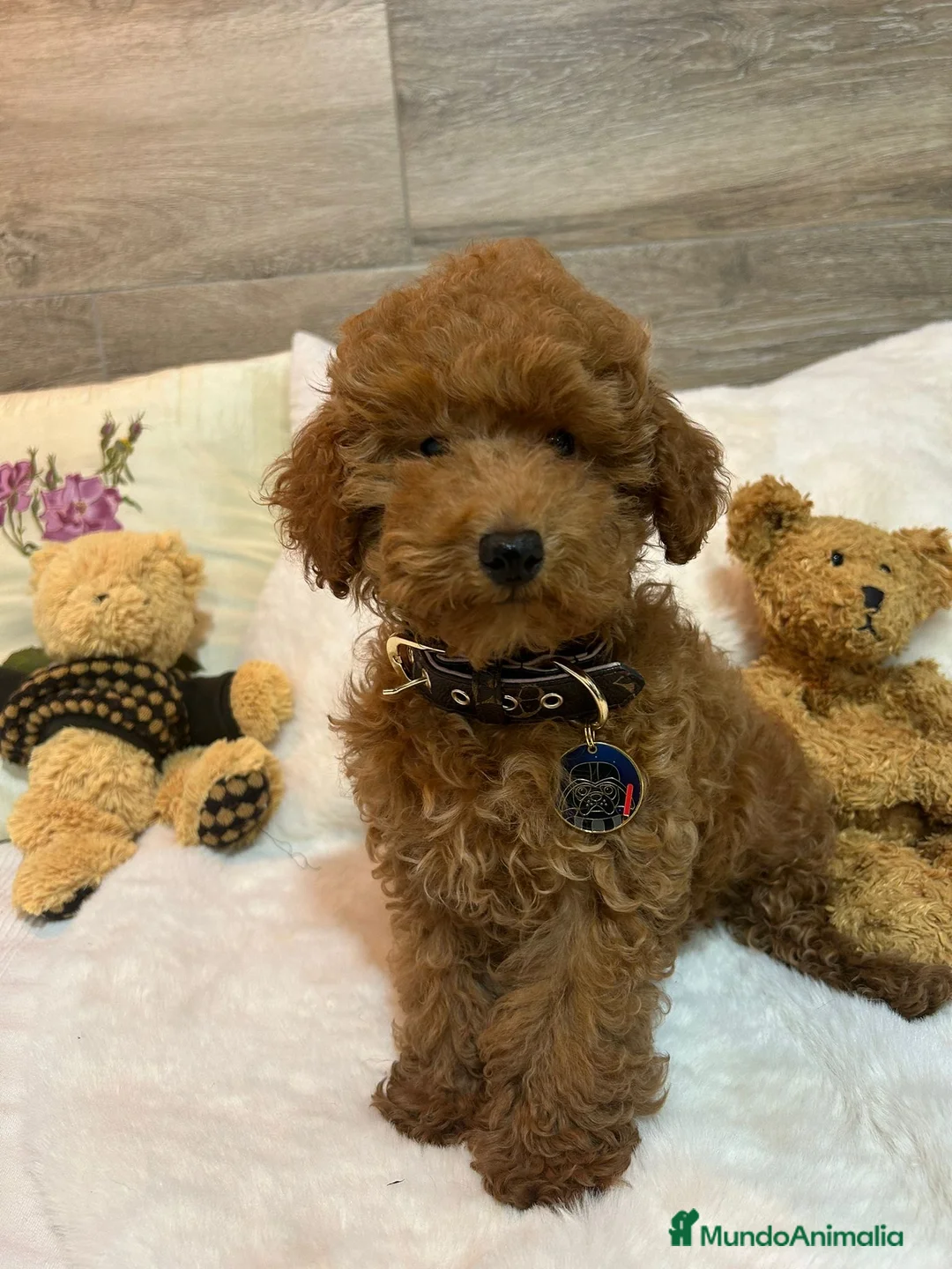 Caniche Toy perros en venta: CANICHE Toy - Anuncio 3