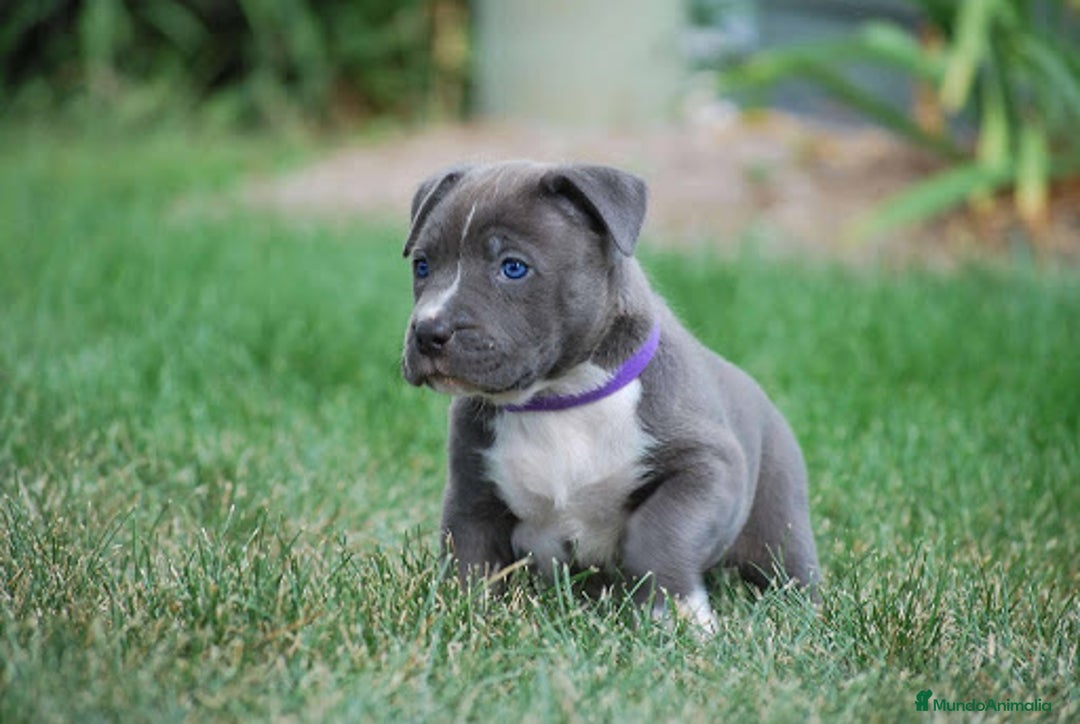 American Staffordshire-Terrier perros en venta: AMERICAN STAFFORD CRIADORES  - Imagen 2