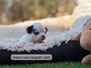 Chihuahua perros - Anuncio 28