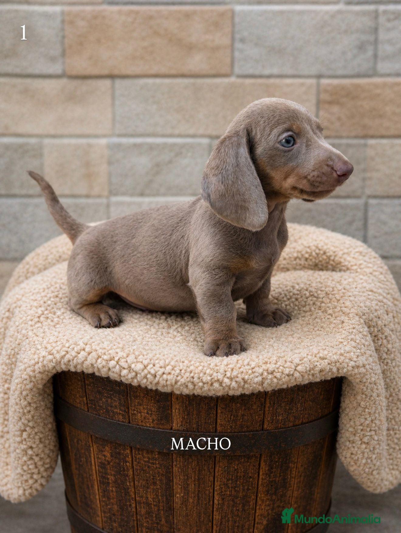 Teckel Miniatura perros Teckel mini Isabela ojos azules - Anuncio 10