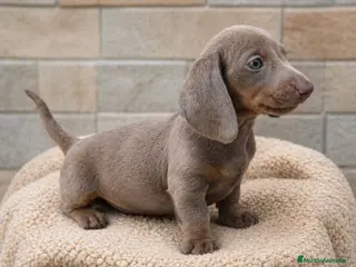 Teckel Miniatura perros Teckel mini Isabela ojos azules - Anuncio 3