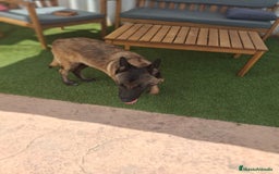 Pastor Belga Malinois perros en venta: Pastor belga malinois  - Imagen 8