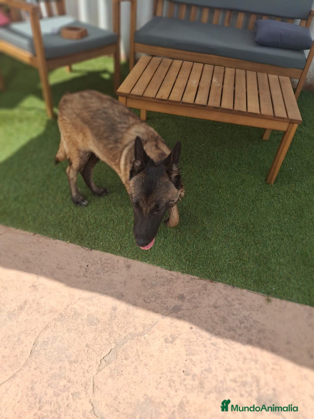 Pastor Belga Malinois perros en venta: Pastor belga malinois  - Imagen 8