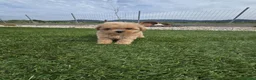 Maltipoo perros en venta: Maltipoo Toy Asiático:auténticos ositos de peluche - Anuncio 4