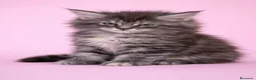 Maine Coon gatos en venta: Hembra de Maine Coon  - Anuncio 1