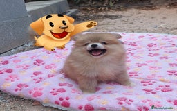 Pomerania perros en venta: Pomerania  - Imagen 2