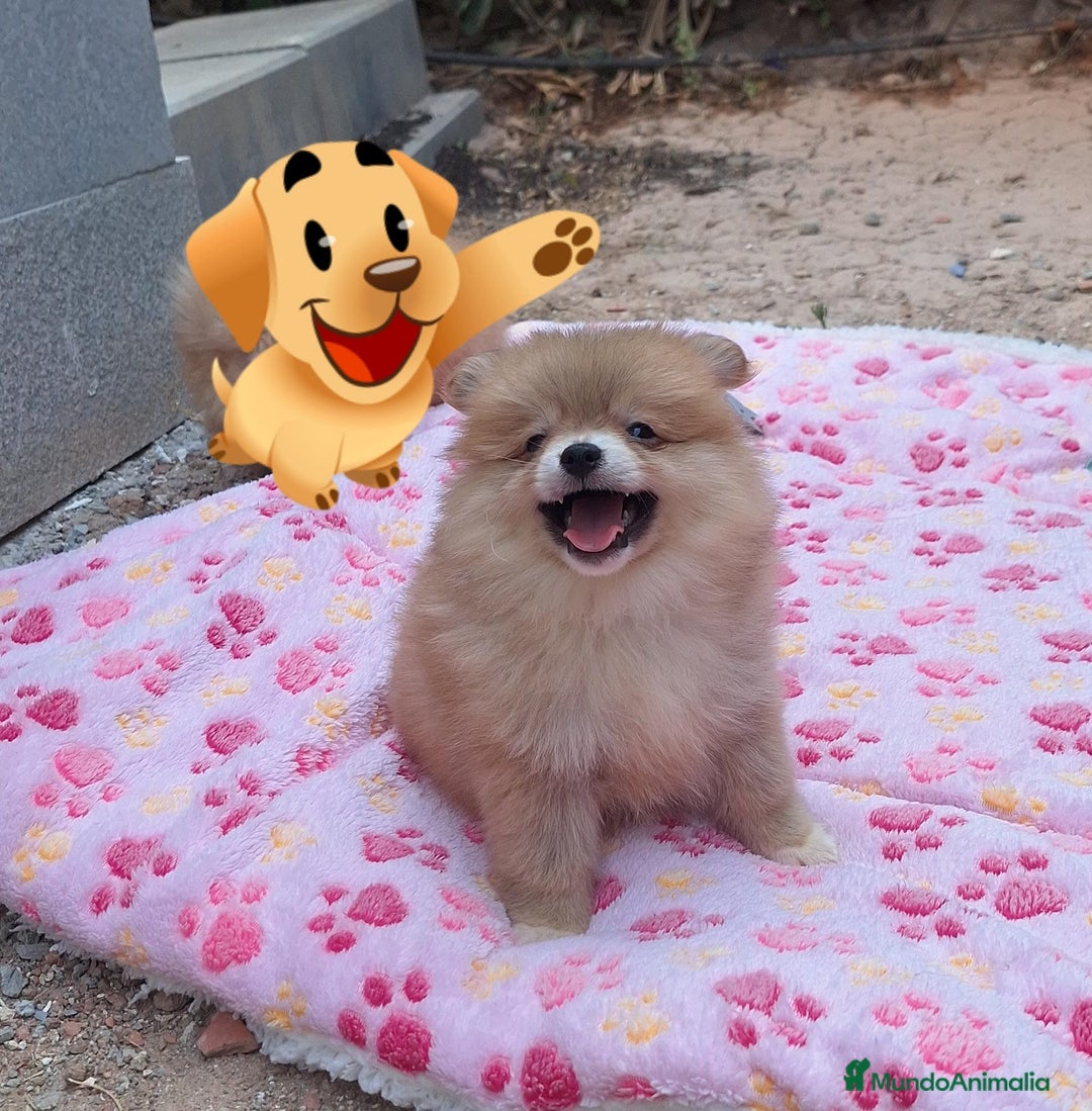 Pomerania perros en venta: Pomerania  - Imagen 2