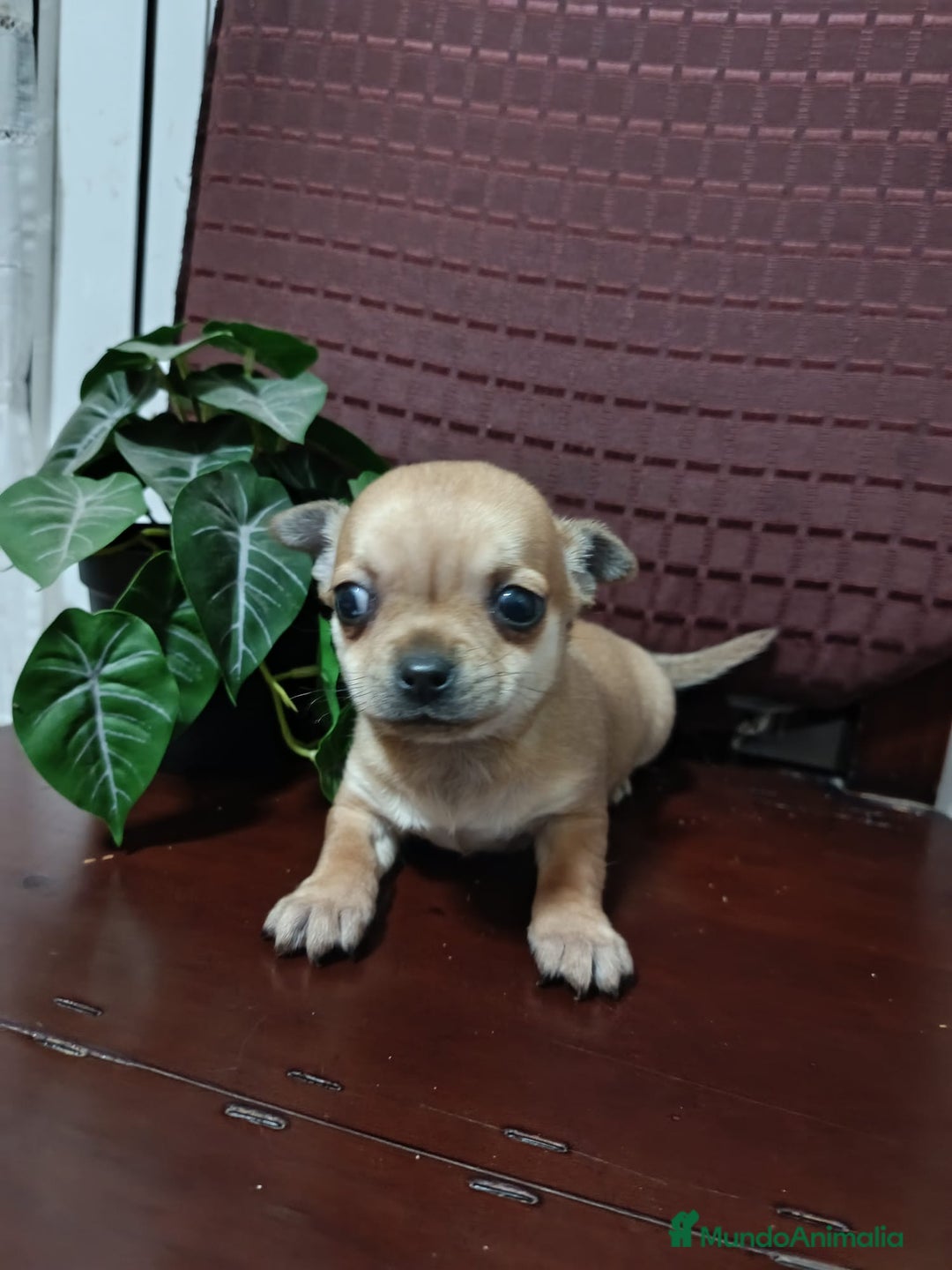 Chihuahua perros en venta: Chihuahua Toy macho precioso  - Anuncio 3