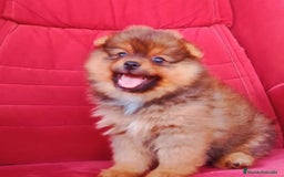 Pomerania perros en venta: cachorro pomerania - Imagen 1