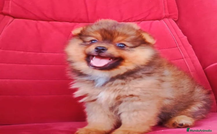 Pomerania perros - Propaganda 3