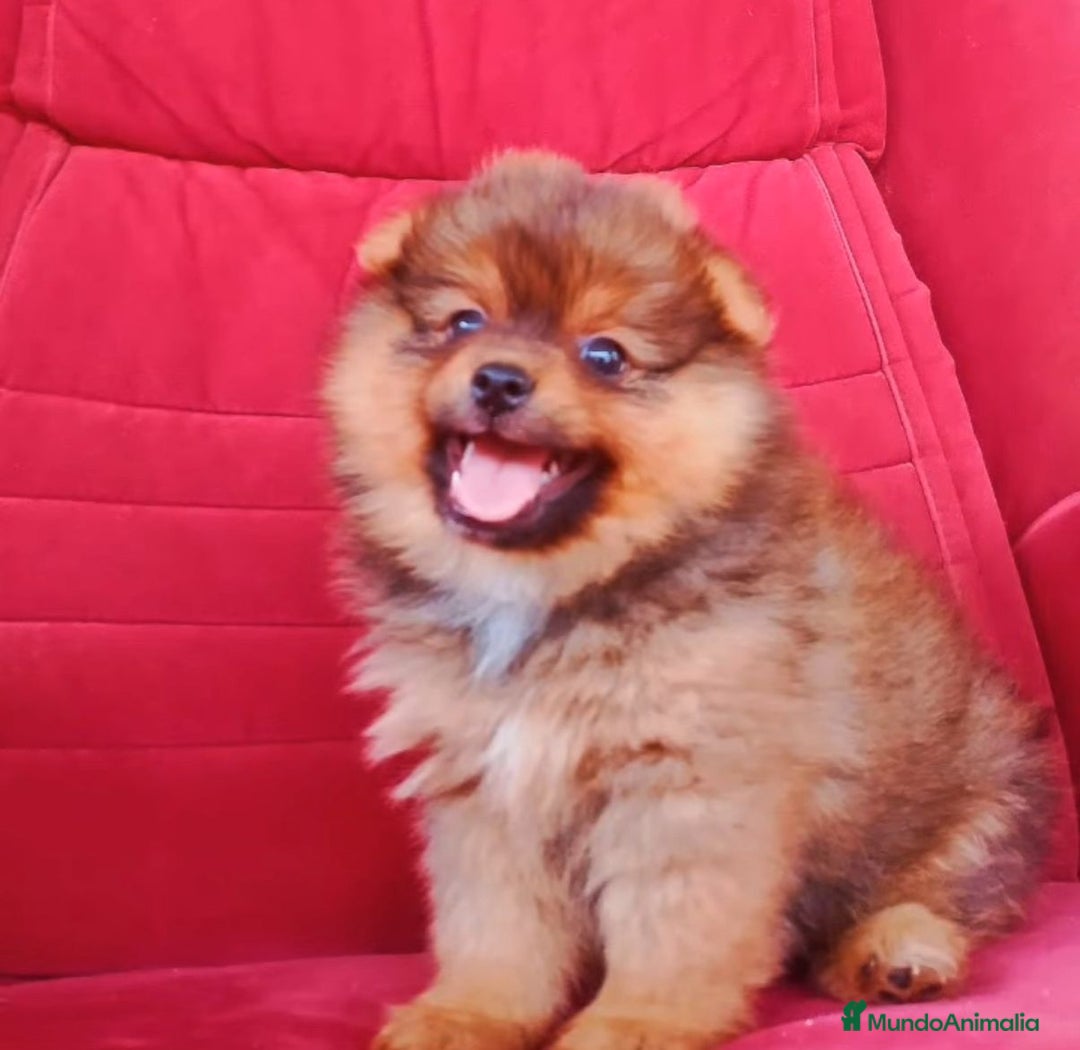 Pomerania perros en venta: cachorro pomerania - Imagen 1